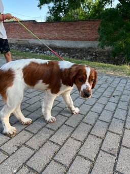 Welsh springer spaniel šteniatko - 4