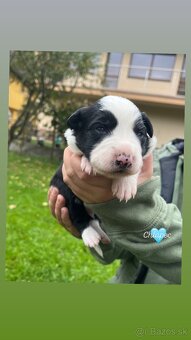 🐾 Predám šteniatka border kólie – narodené 4.10.2025 🐾 - 4