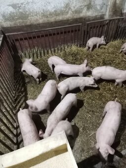 Predám odstavčata cca 25kg - 4
