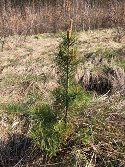 Sibírsky Céder - Pinus Sibirica - Borovica Sibírska sadenice - 4