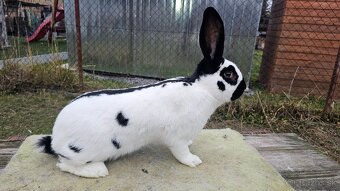 Nemecky obrovity strakac cierny - 4