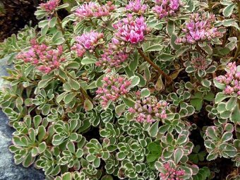 Rozchodniky(Sedum) - 4