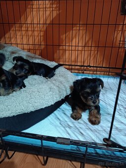 Yorkshirsky teriér - 4