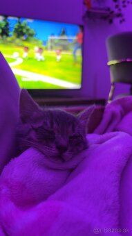 🐾domáca mačka🐾menom Oliver🐈 - 4