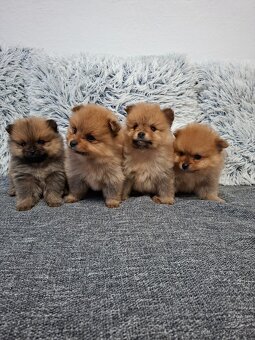 Pomerian Pomeranian oranžový špic - 4