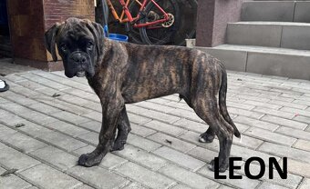 Nemecký boxer šteniatka s PP - 4