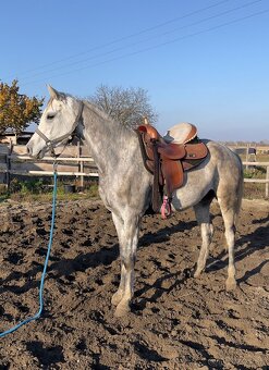 Arabský plnokrvník - 4