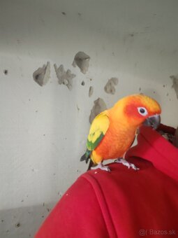 Pár aratinga slnečná - 4