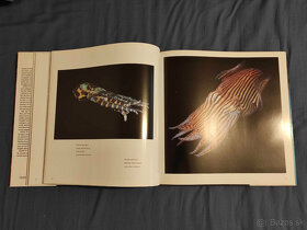 David Doubilet - Light in the sea - velkoformatova kniha - 4