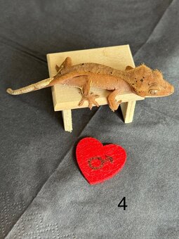Pagekon riasnaty - samce - 4