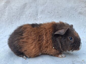 Morčatá US-TEDDY - 4