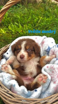 Australský ovčák bez PP - 4