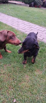 Predám jazvečíkov - 4