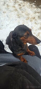 Jazvečík krátkosrtstý - 4