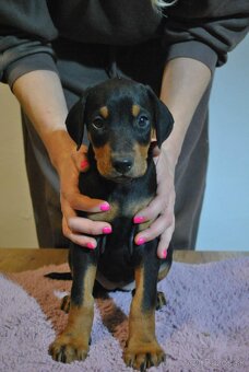 Darujem Doberman s FCI PP - 4