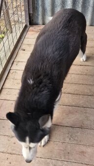Darujem Sibírsky Husky - 4