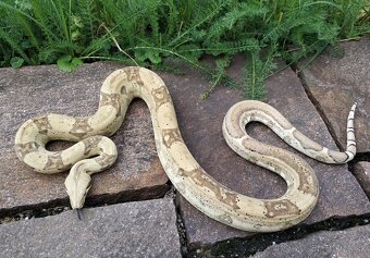 Boa imperator - Jungle Ghost het VPI, VPI Jungle - 4
