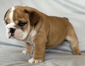 Anglicky Bulldog-steniatka - 4