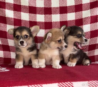 Welsh Corgi Pembroke - 4