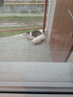 Predám šteniatka - 4