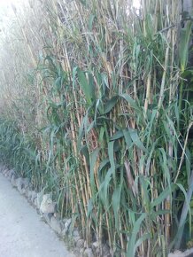 Hybridné bambusy - 4