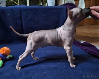 Americký bezsrstý teriér s PP FCI - 4