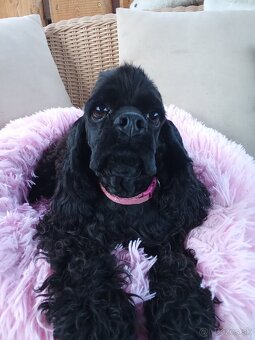 Americký kokeršpaniel/s pp - 4