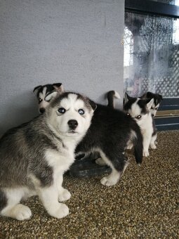 Sibirsky húsky - 4