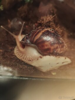 Achatina africké slimáky - 4