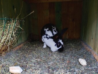 Belgický obor a Nos - 4