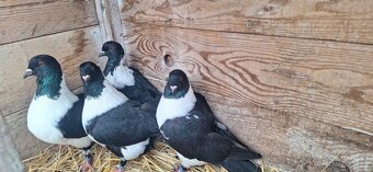 Moravský pštros. - 4