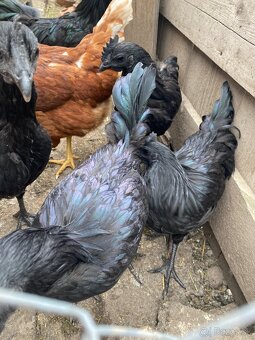 Ayam Cemani - 4