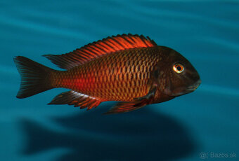 Tropheus dubois maswa , moliro , nkonde , bemba - 4