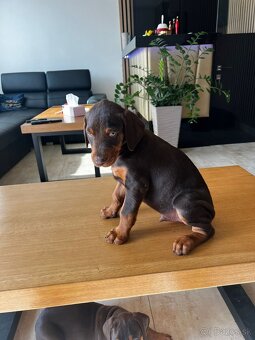 Doberman - 4