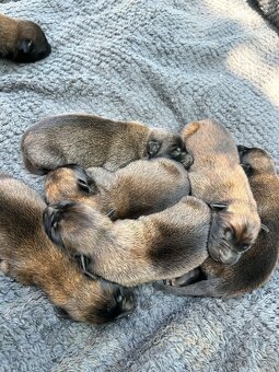 Belgicky ovčiak malinois - 4