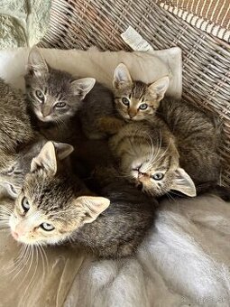  DARUJEM MAČIČKU - 4