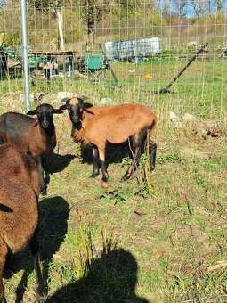 Baran kamerunský - 4