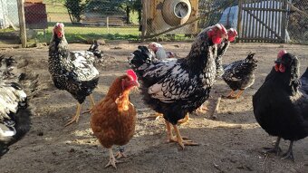 Wyandotky kohúty - 4