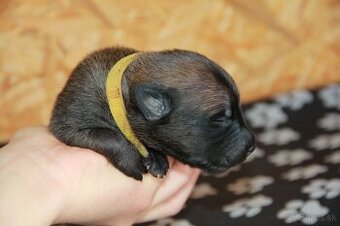 Belgický ovčiak malinois - 4
