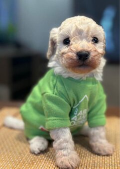 Toy pudel - 4
