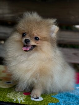 Pomeranian Mini fenečka PP FCI - 4