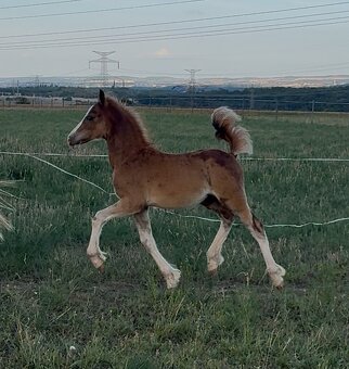 Hřebec Welsh Cob v atraktivní barvě - 4