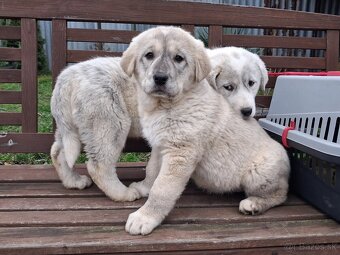 Stredoazijsky ovciak - 4