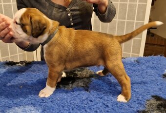 Nemecky boxer s pp - psík - 4