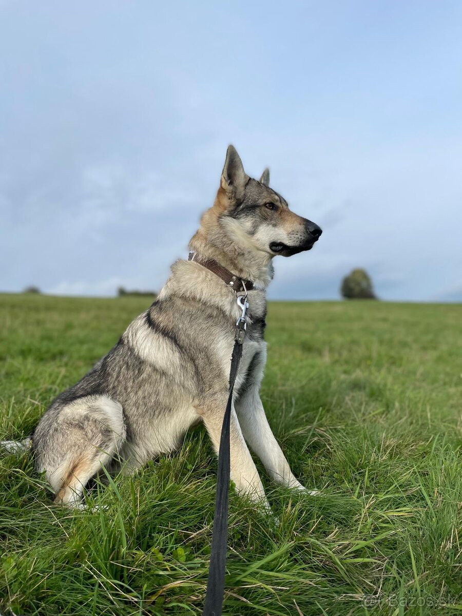 Šteniatka- Československý vlčiak - 5