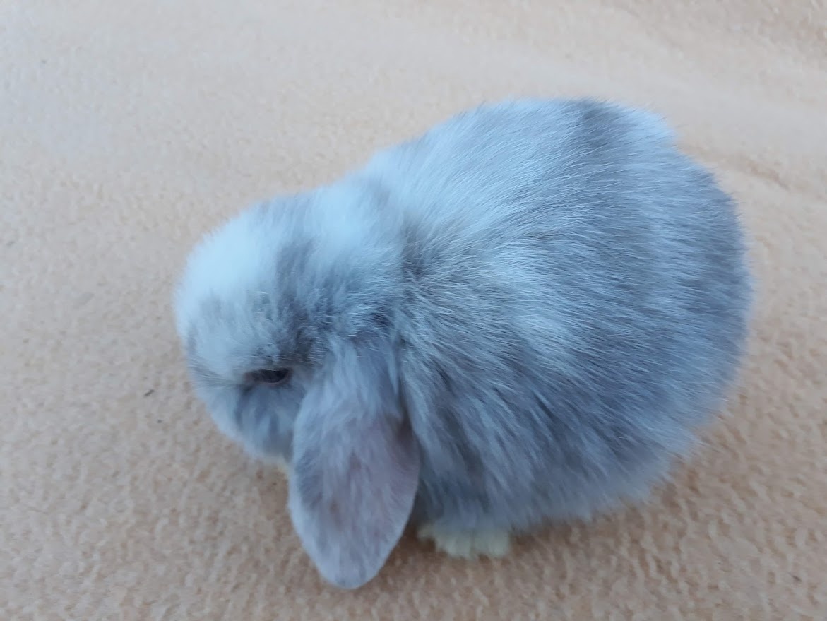 Zakrslý baranček -zdrobnelý - 5