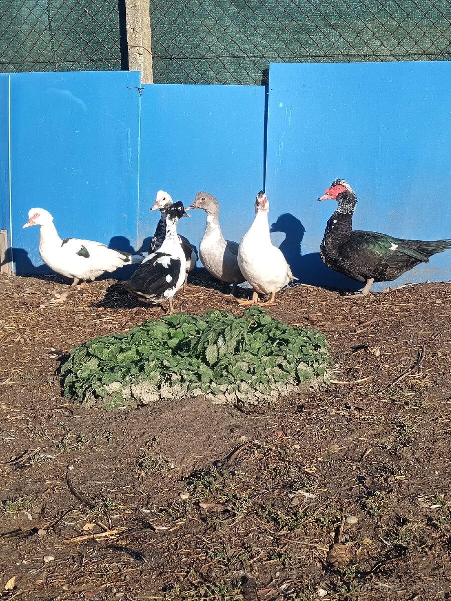 čínske kačice - 5