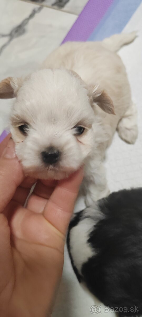 Predám Yorkshire terrier mini - 5