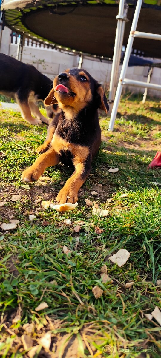 Darujem šteniatka - 5