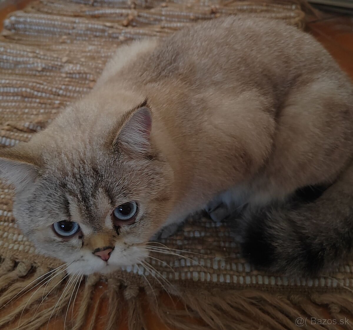 Britská krátkosrstá mačka - 5